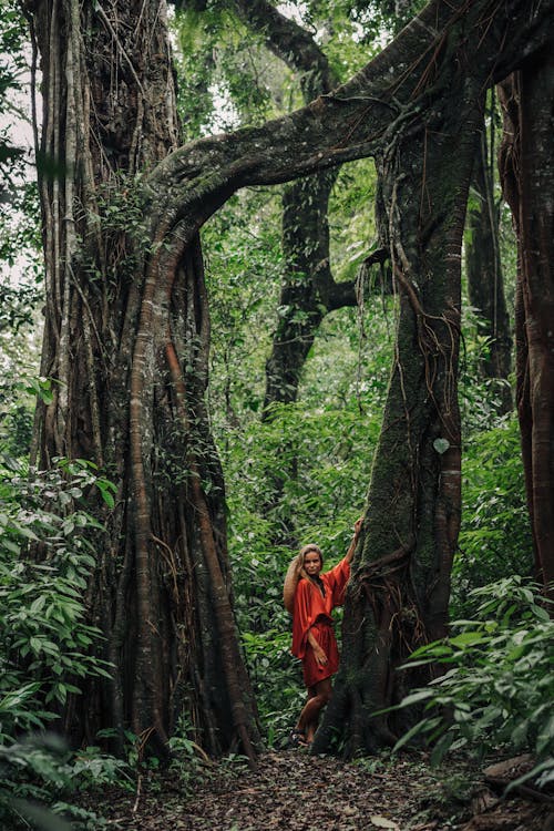 冒險, 叢林, 垂直拍攝 的 免費圖庫相片