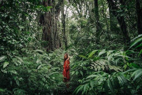 Foto stok gratis daun-daun hijau, hutan, kaum wanita