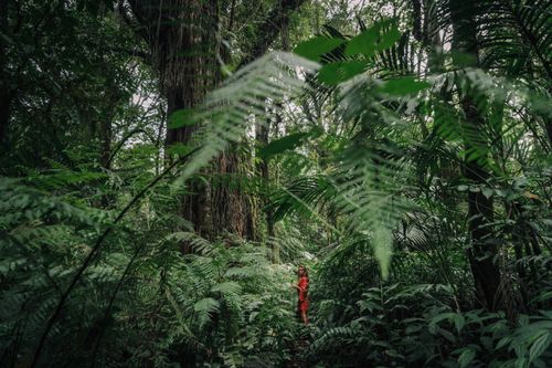 Free A woman in a red dress explores a lush tropical jungle, surrounded by dense green foliage and towering trees. Stock Photo