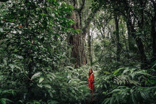 Foto d'estoc gratuïta de arbres, bonic, bosc