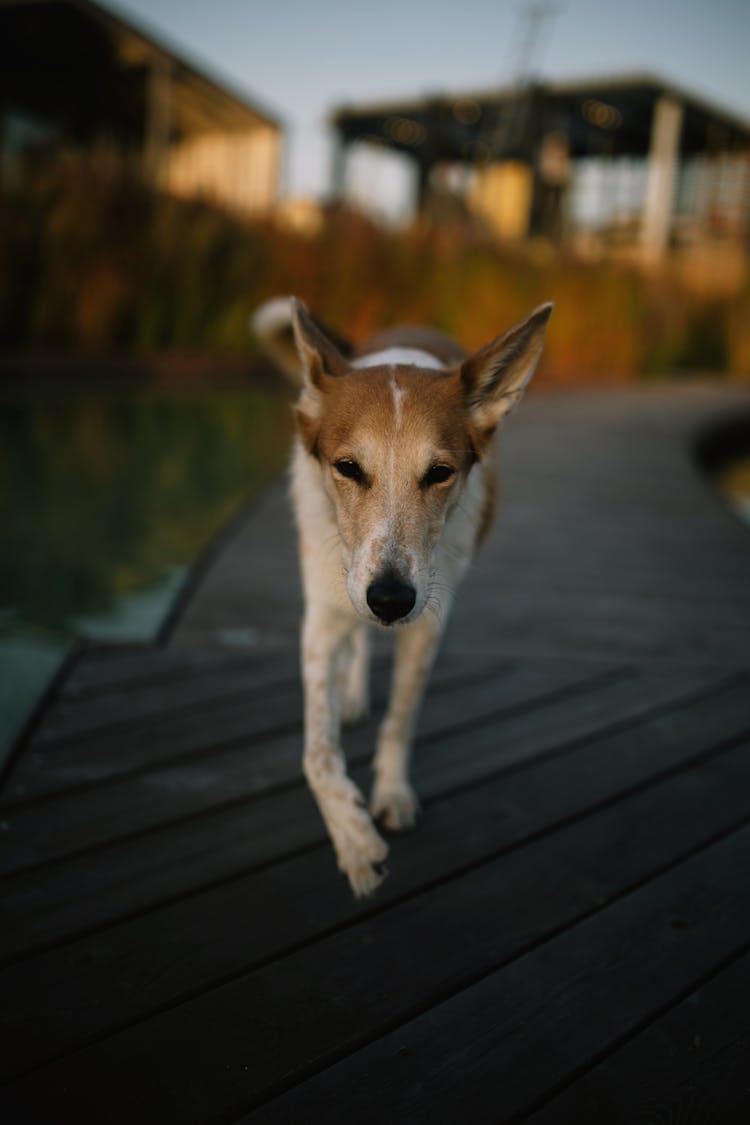 Dog Running On Wooden Path In Street