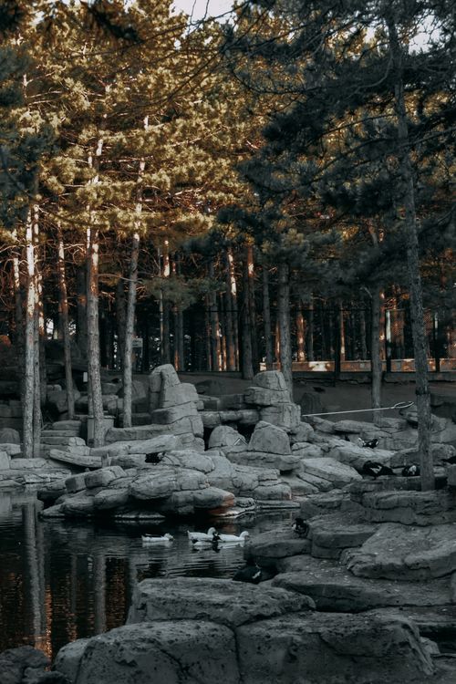 Free Tranquil pond in a forest setting with ducks and rock formations. Stock Photo