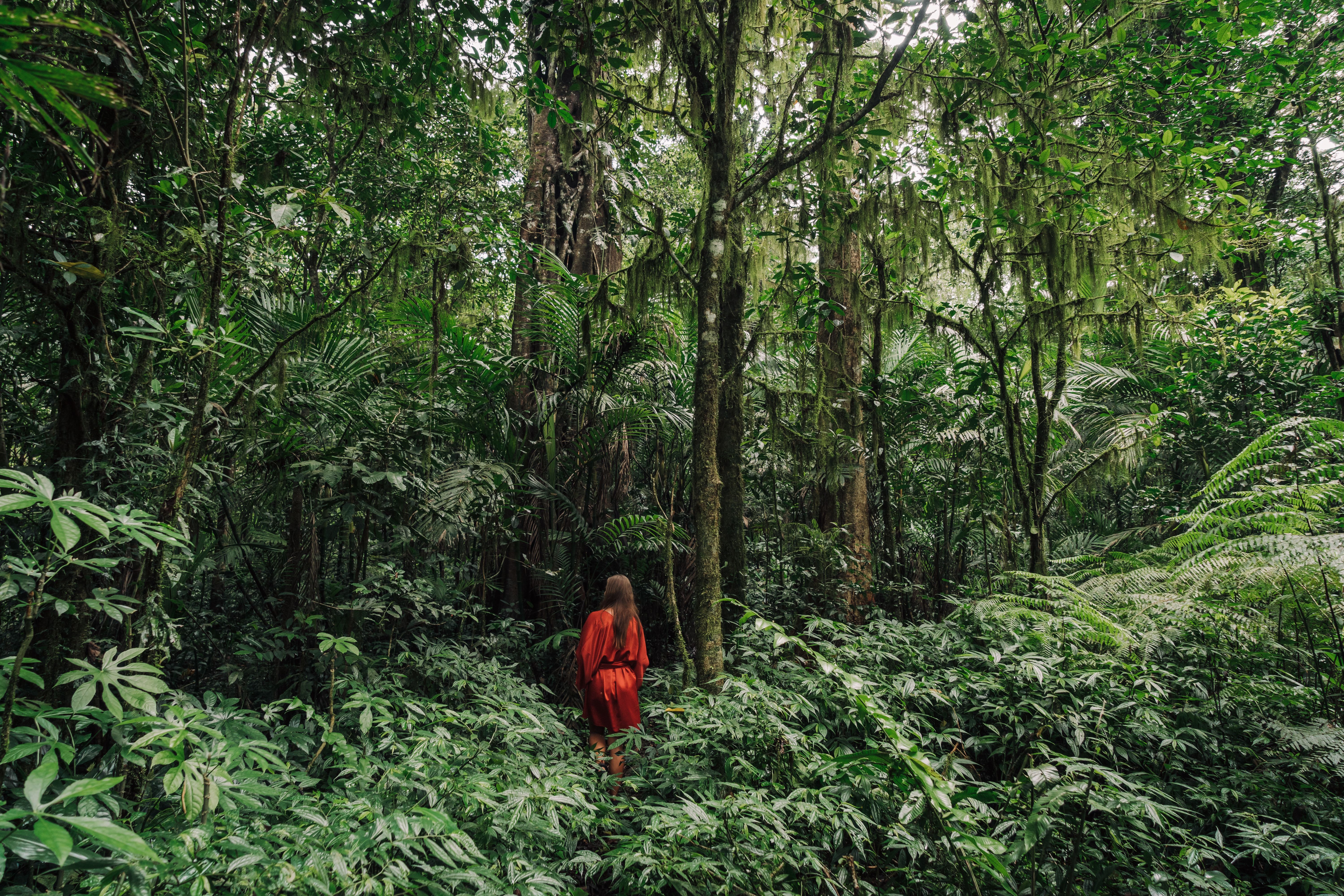 Amazing Hawaiian Canoe Adventure in Fernando de Noronha Review: A Complete Guide to Brazil's Most Magical Paddle Experience Review 2026 - A woman in a red dress walking through a dense, lush forest, surrounded by wild plants.