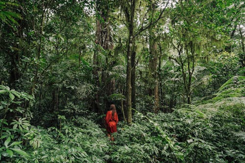 Woman Walking in the Jungle