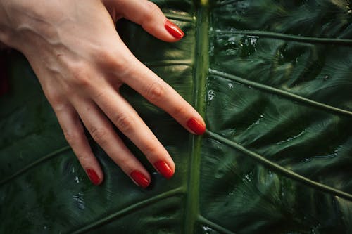 Close-Up Photo of Person With Red Manicure Nails Touching a Green Leaf