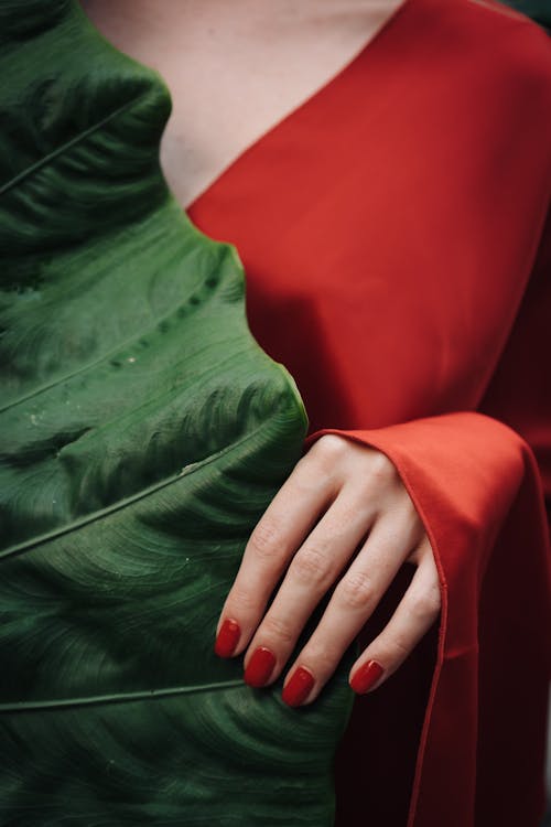 A Person Holding Green Leaf