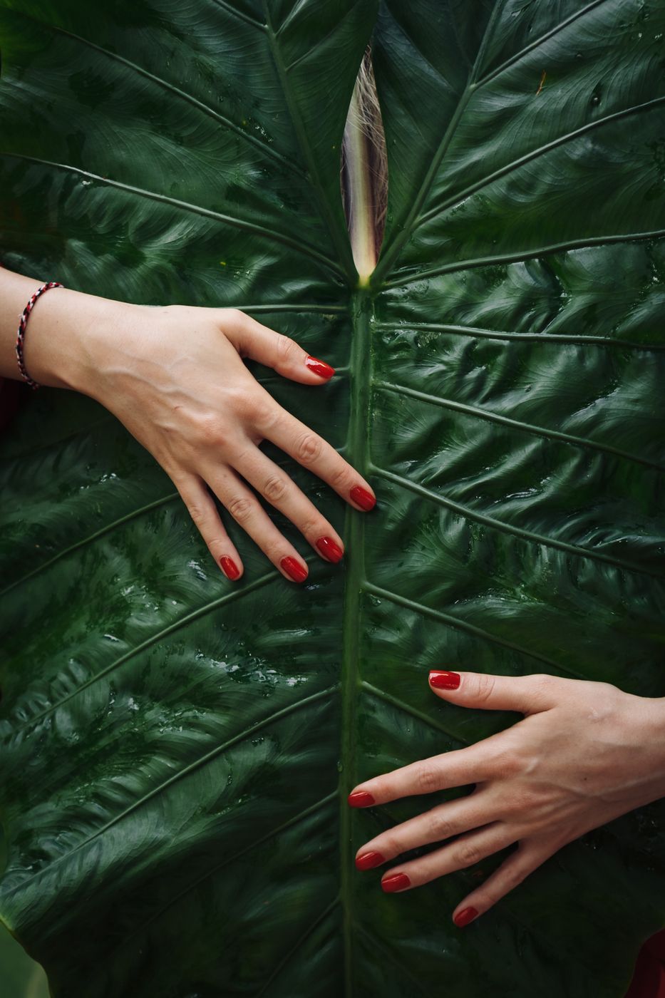 Red manicured nails resting on a large green leaf