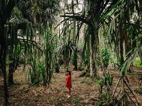 Woman in Red Dress Walking on Brown Dirt Pathway Between Green Plants