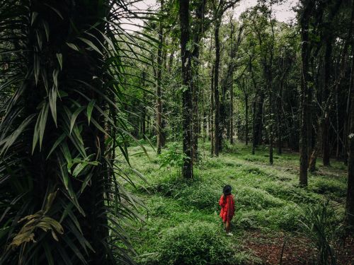 Free A woman in a red dress explores a lush green forest, surrounded by dense foliage and towering trees. Stock Photo