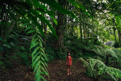 Безкоштовне стокове фото на тему «дерева, джунглі, жінка»