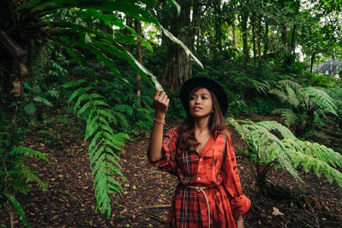 Základová fotografie zdarma na téma džungle, kapradiny, les
