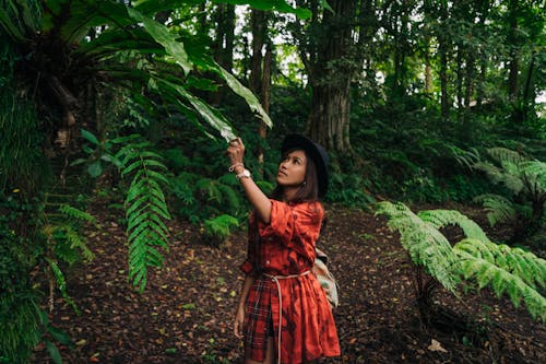 Základová fotografie zdarma na téma džungle, kapradiny, les