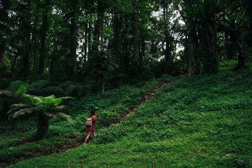 Free A lone woman hikes through a rich and verdant tropical forest, exuding adventure and natural beauty. Stock Photo
