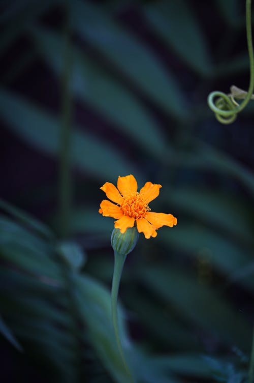 Free Close-Up Photo of a Blooming Yellow Flower Stock Photo