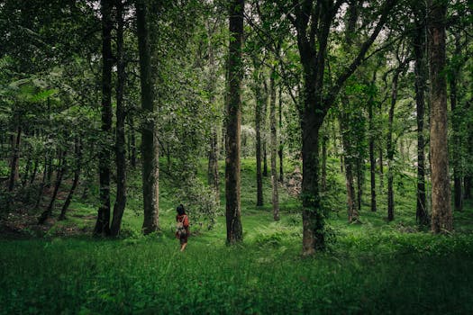 A person walks through a tranquil forest with tall trees and lush greenery, creating a serene nature scene.