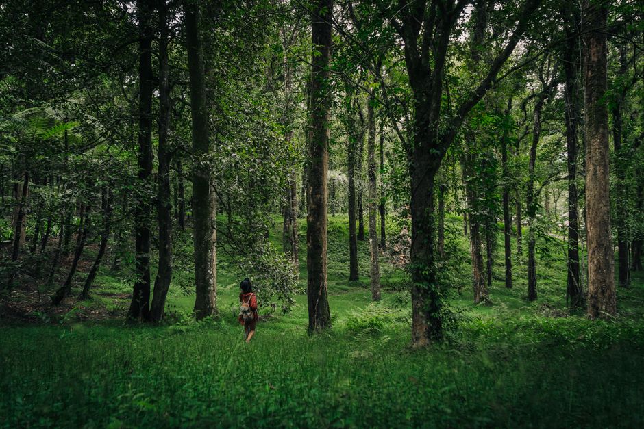 person walking through a lush forest path - Finding peace after divorce person walking through a lush forest path - Finding peace after divorce