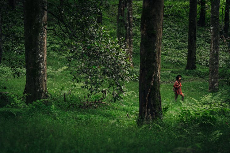 Woman Walking Under Tall Forest Trees