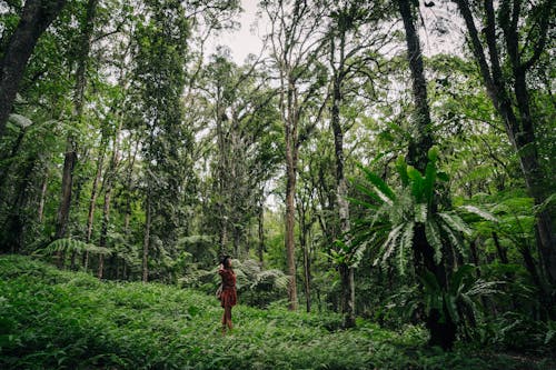 Foto stok gratis alam, di luar rumah, hiker