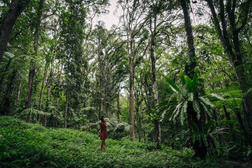 Free A woman in a dress explores a vibrant jungle forest filled with tall trees and wild plants. Stock Photo