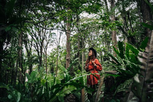 Бесплатное стоковое фото с азиатка, деревья, джунгли