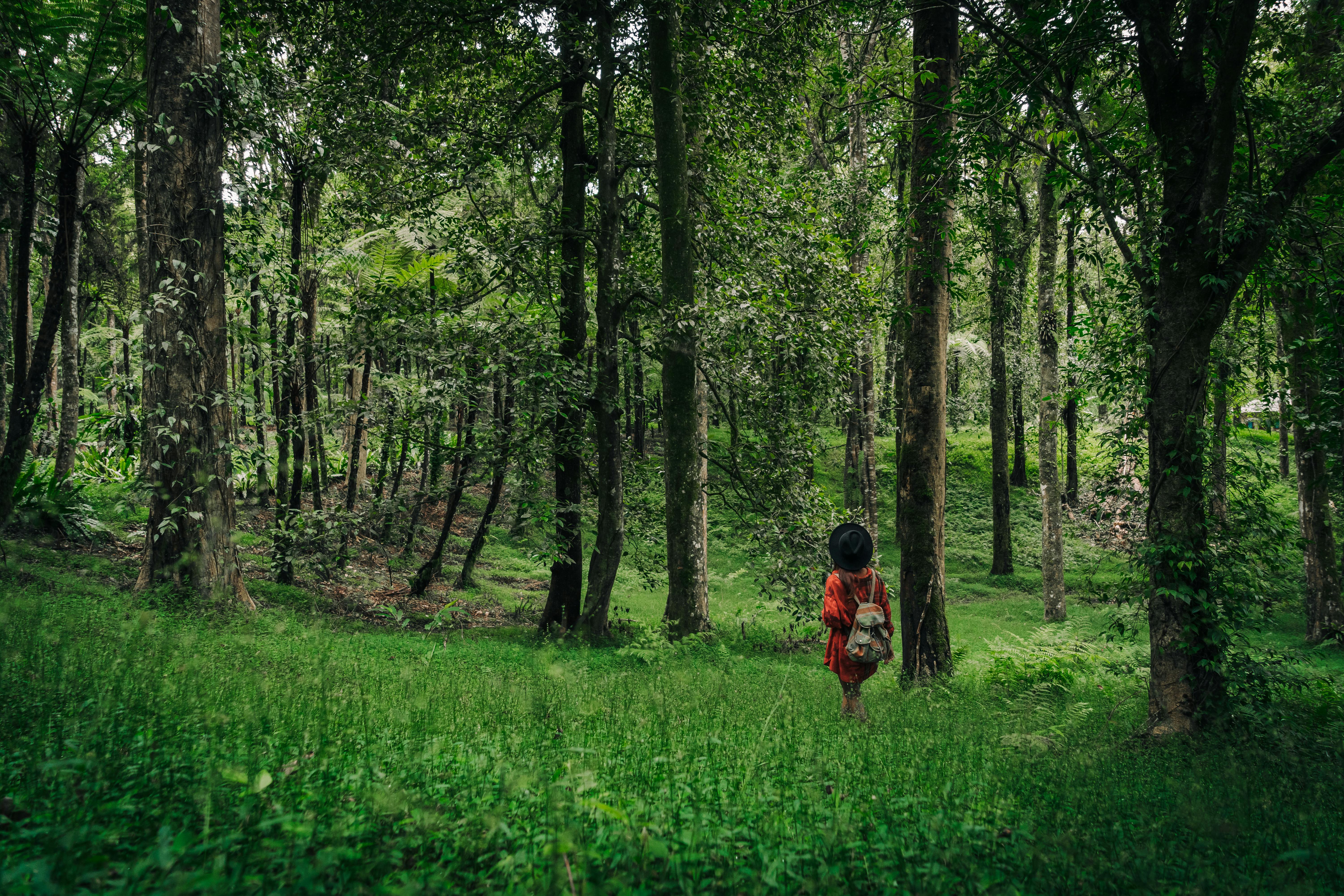 Woman with backpack exploring dense green forest, embracing nature and adventure.