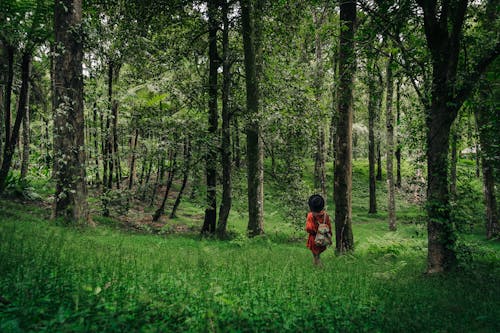 Persona En Chaqueta Roja Caminando Sobre El Campo De Hierba Verde Rodeado De árboles