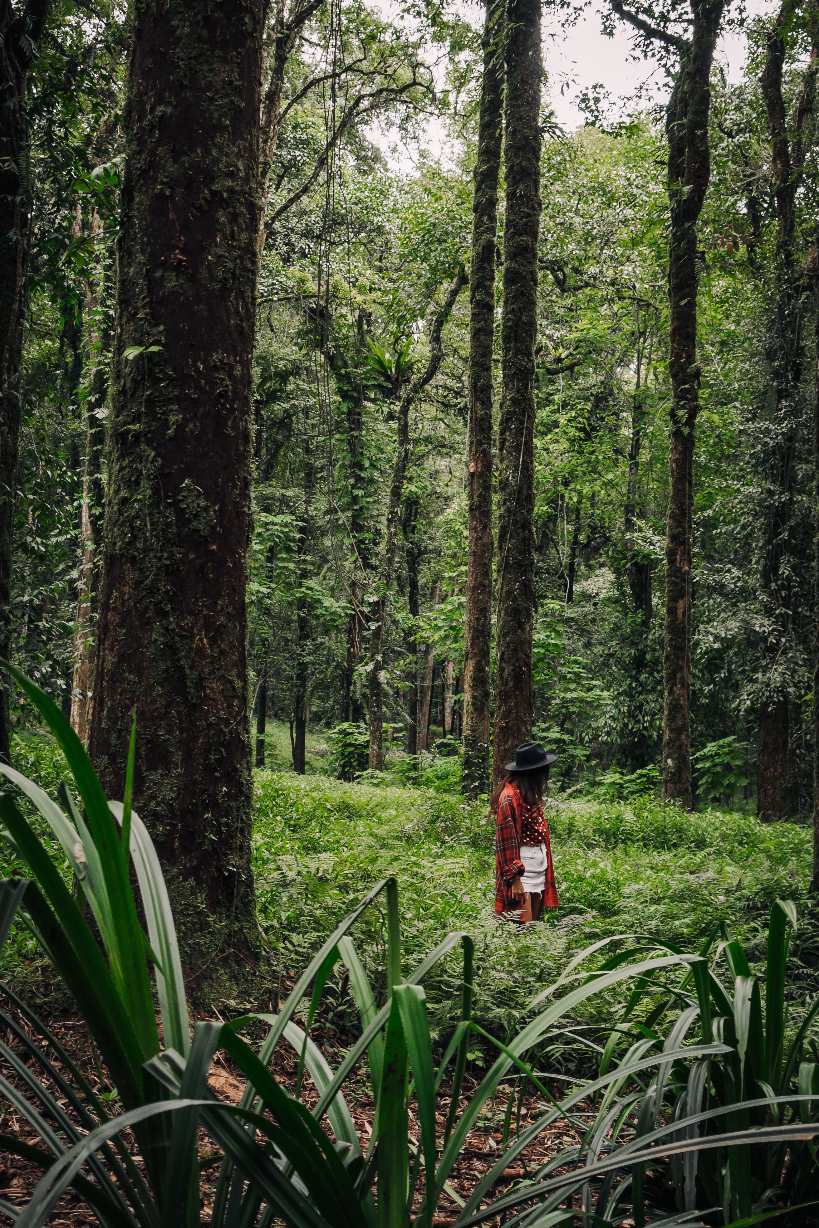 A Woman Standing in the Middle of the Rainforest · Free Stock Photo