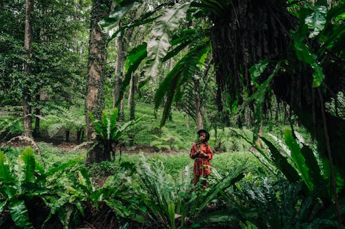 Základová fotografie zdarma na téma dešťový prales, divokých rostlin, držení