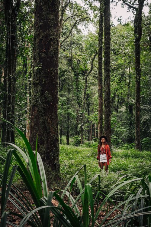 Free Young woman explores a dense, vibrant forest, embracing nature's serenity and adventure. Stock Photo