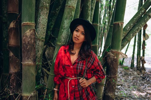 Kostenlos Kostenloses Stock Foto zu bambus, bäume, draußen Stock-Foto