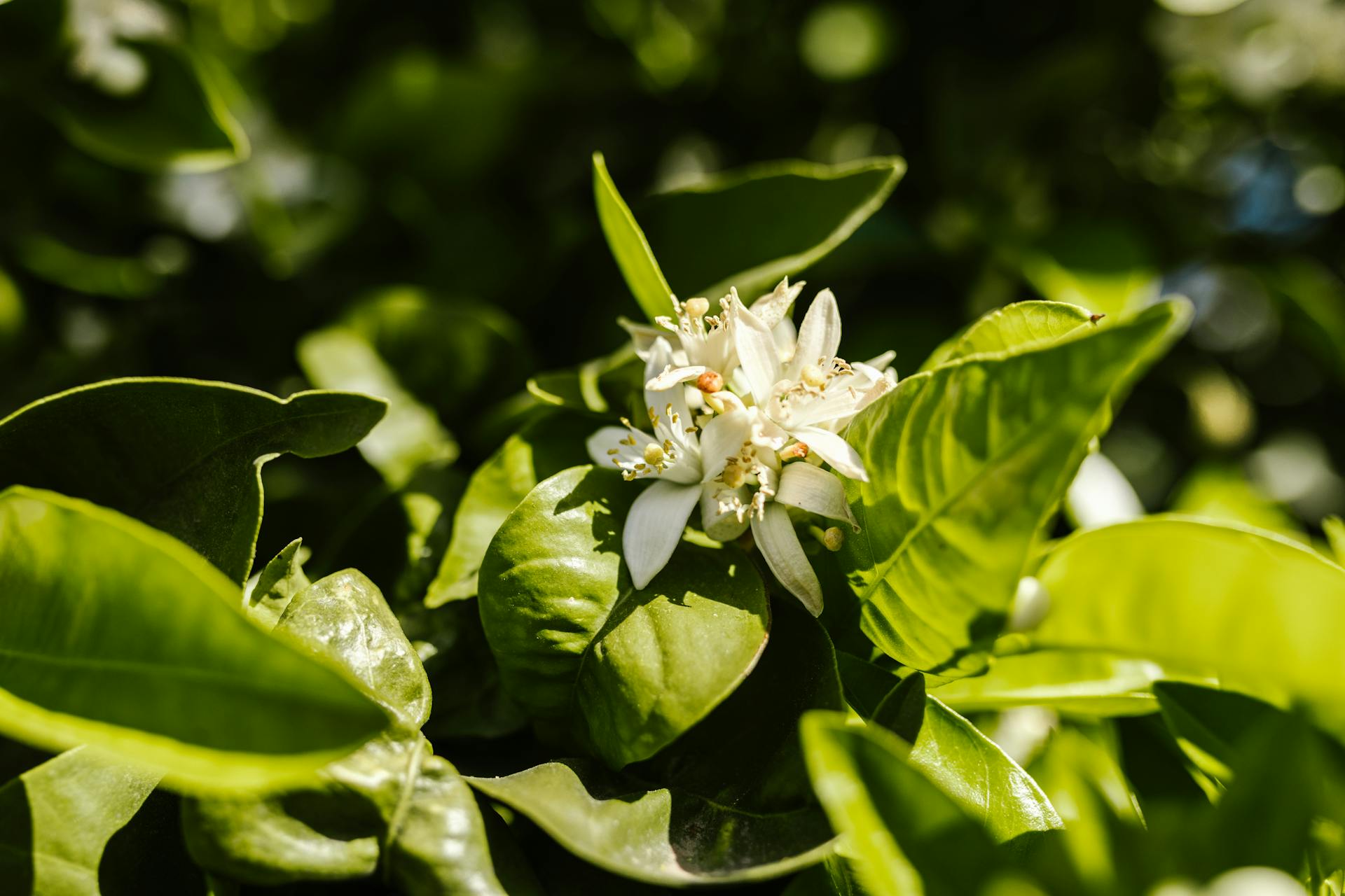 Close-up of vibrant jasmine blooms surrounded by lush green leaves, captured in natural sunlight.