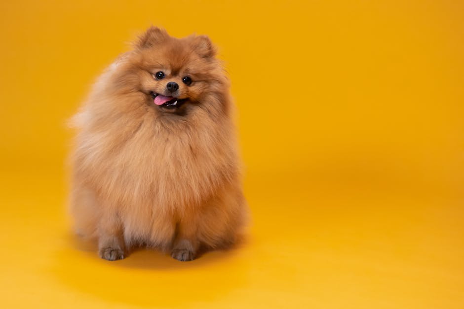 Embark vs Wisdom Panel: Breed Accuracy Showdown Adorable Pomeranian dog with fluffy fur posing on a bright yellow backdrop.