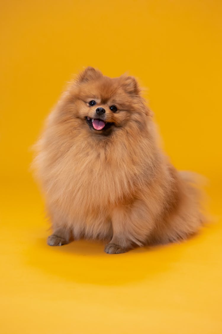 Brown Pomeranian Dog