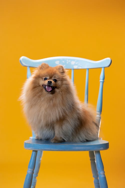 Brown Pomeranian Sitting on Blue Chair