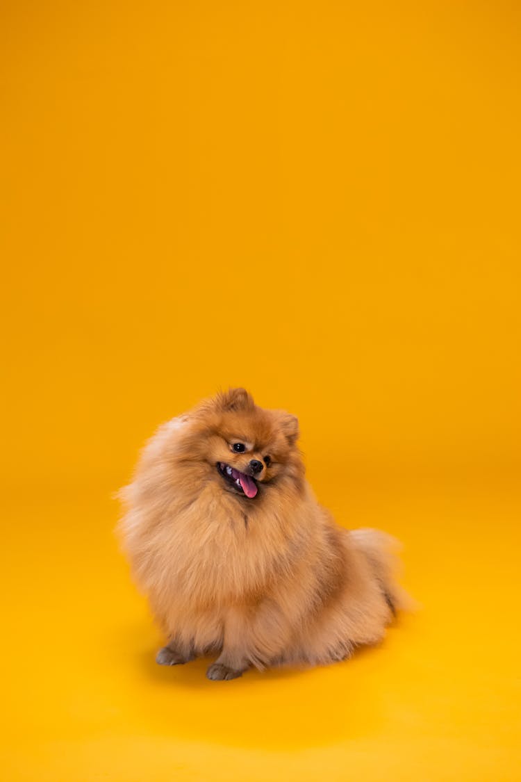 Brown Pomeranian Dog