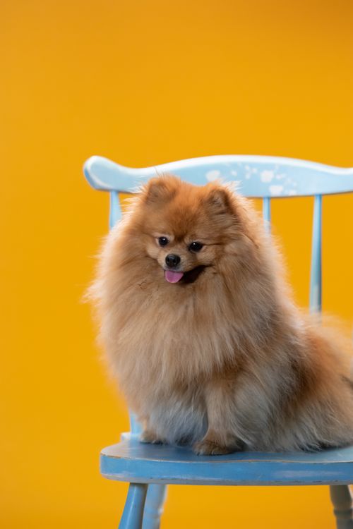 Free Cute Pomeranian dog sitting on a blue chair, isolated on vibrant yellow background. Stock Photo