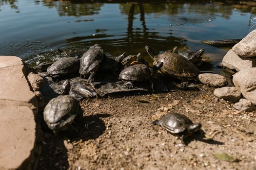 turtle photo