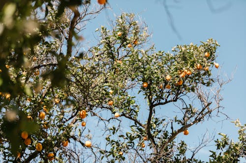 Ilmainen kuvapankkikuva tunnisteilla appelsiinit, hedelmälaakeri puu, kuva alakulmasta Kuvapankkikuva