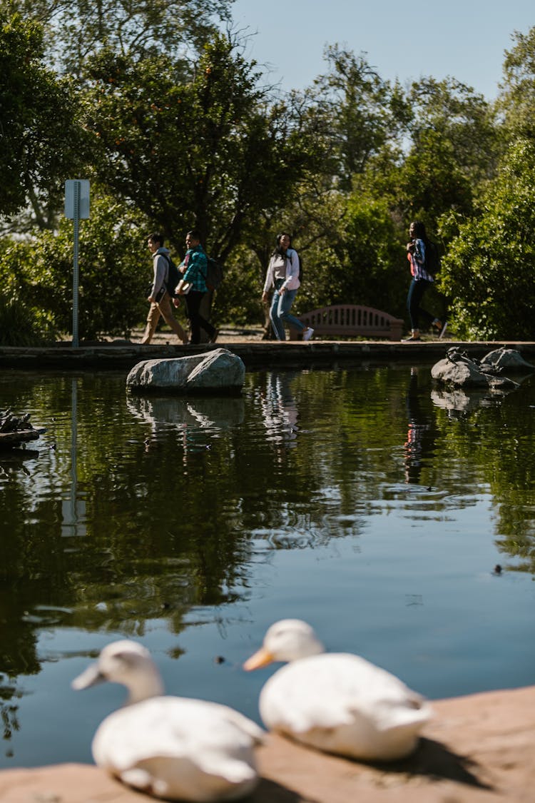 People Walking On Wooden Footbridge 