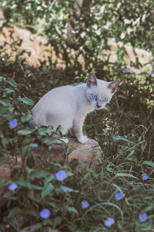 Kitten Sitting on a Brown Rock