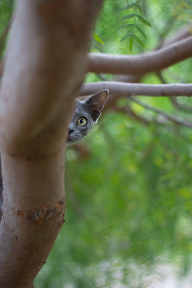 A Black Cat Peaking