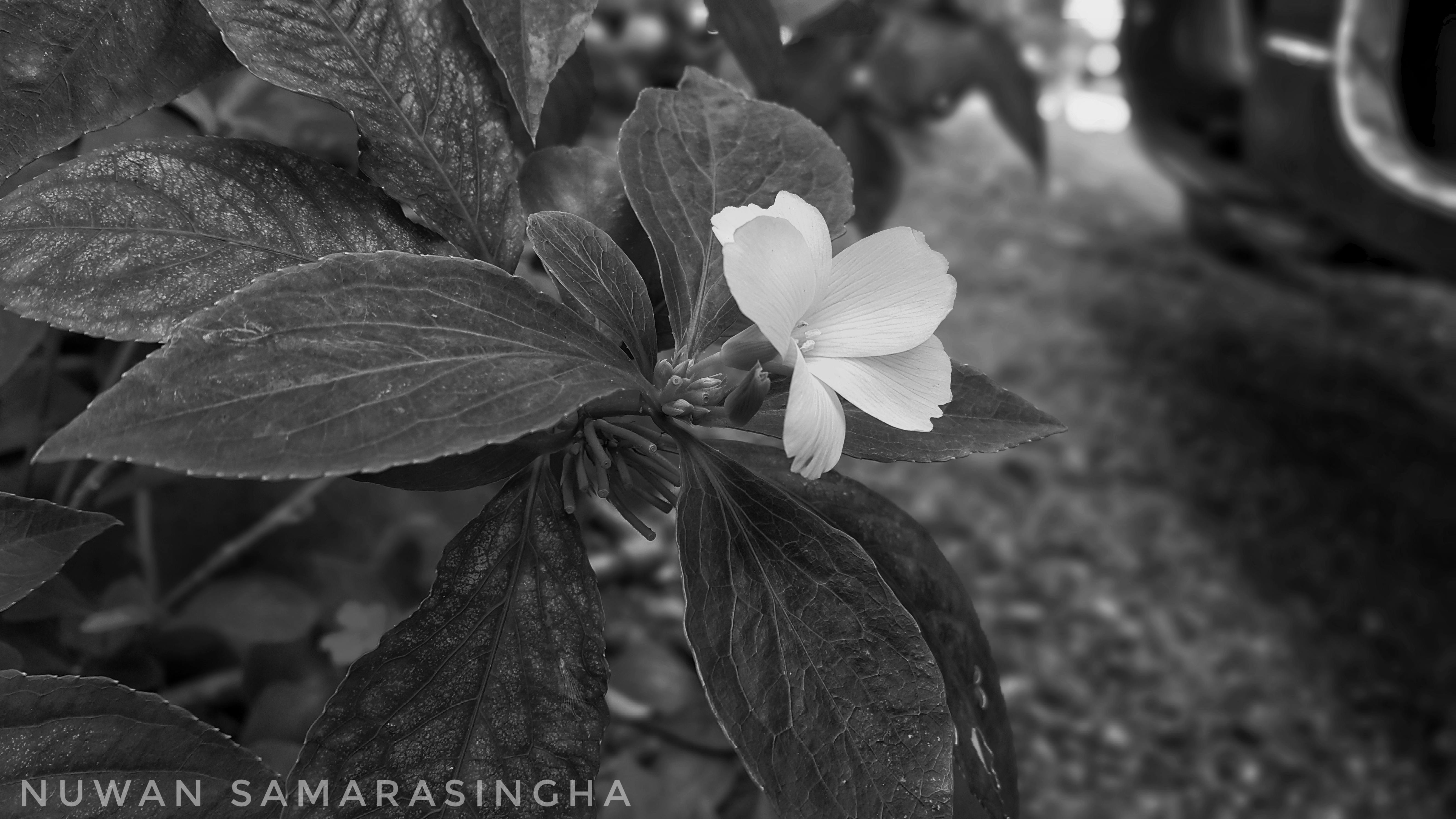Free stock photo of beautiful flowers, black and white, Srilanka