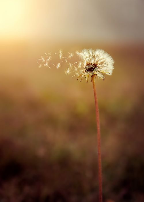 Free Close-up of a dandelion with seeds blowing in the wind against a blurred autumn background. Stock Photo