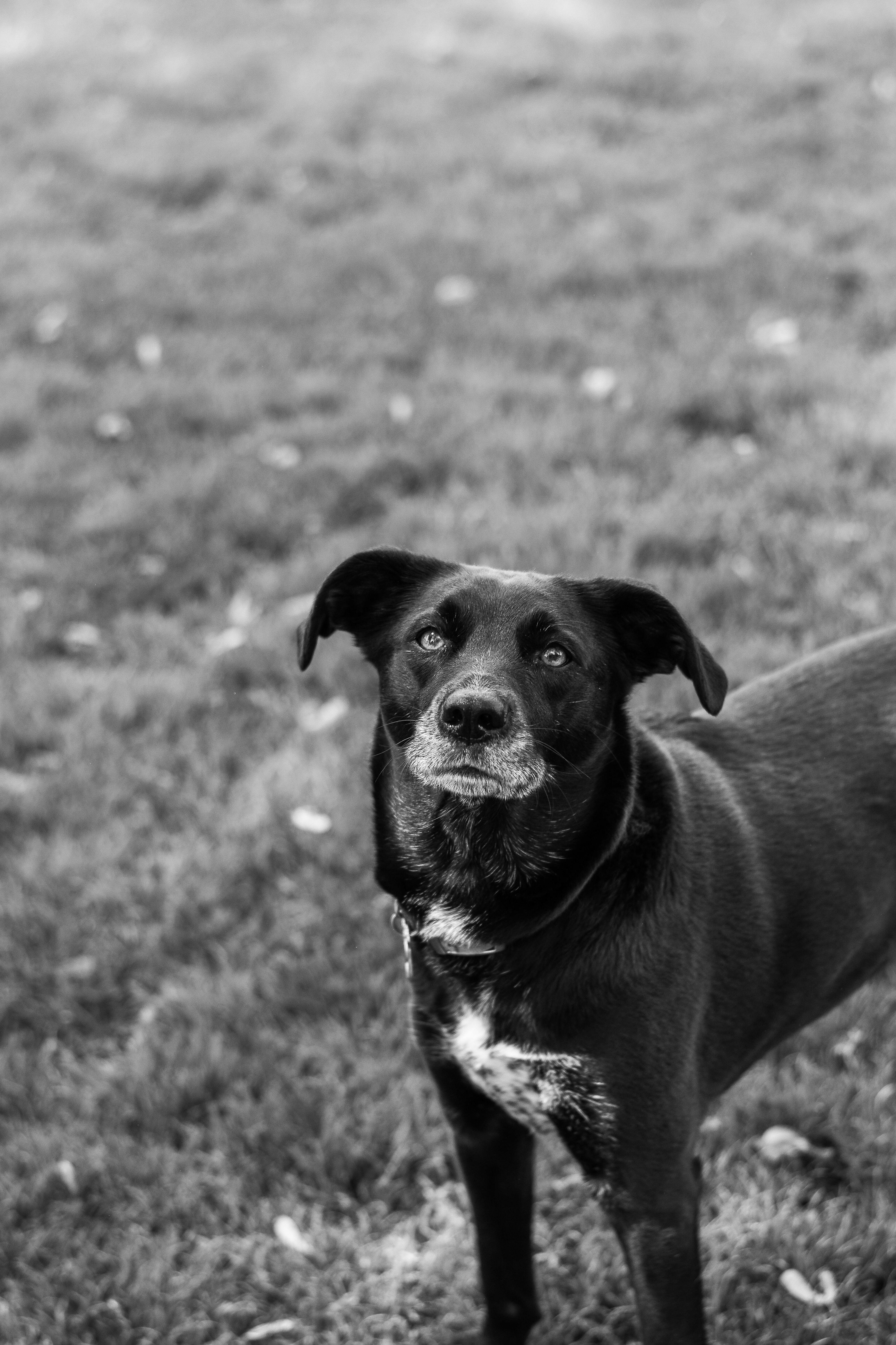 Why Does Dog Stand On Me