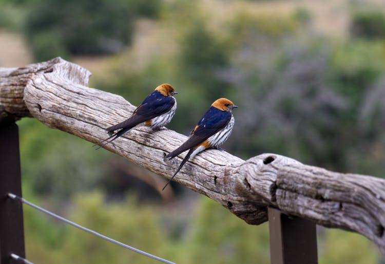 Greater Striped Swallows On A Wooden Surface