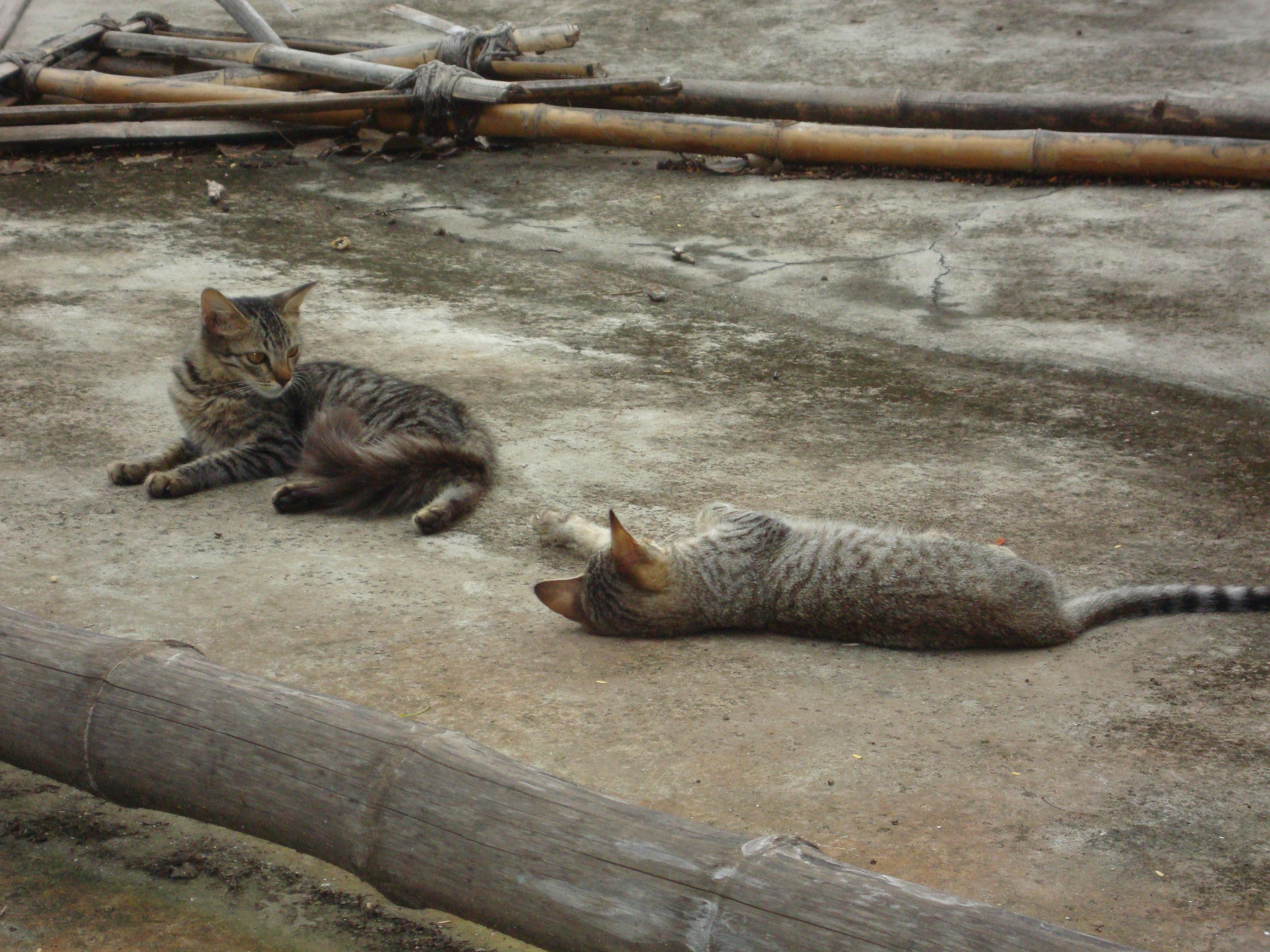Free stock photo of cats