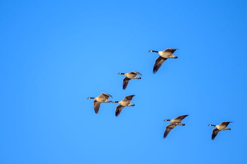 Shifting winds alter flight paths, food & bird behavior