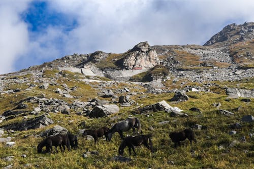 Ilmainen kuvapankkikuva tunnisteilla elämää, matkustaa, mountainlife