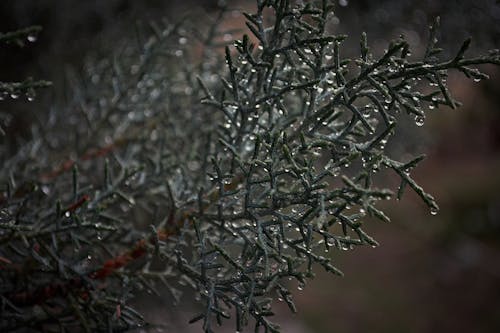 Free stock photo of beauty, dark green, dewdrops