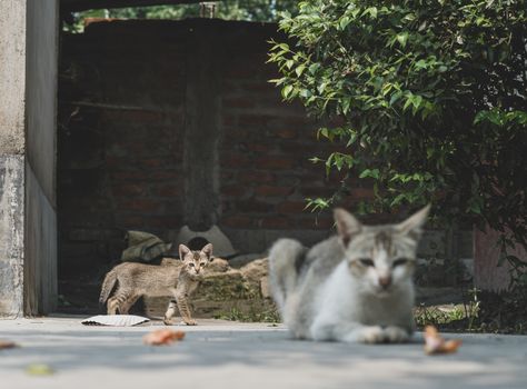 Two stray cats relaxing in a sunny outdoor setting with greenery and a brick wall backdrop.